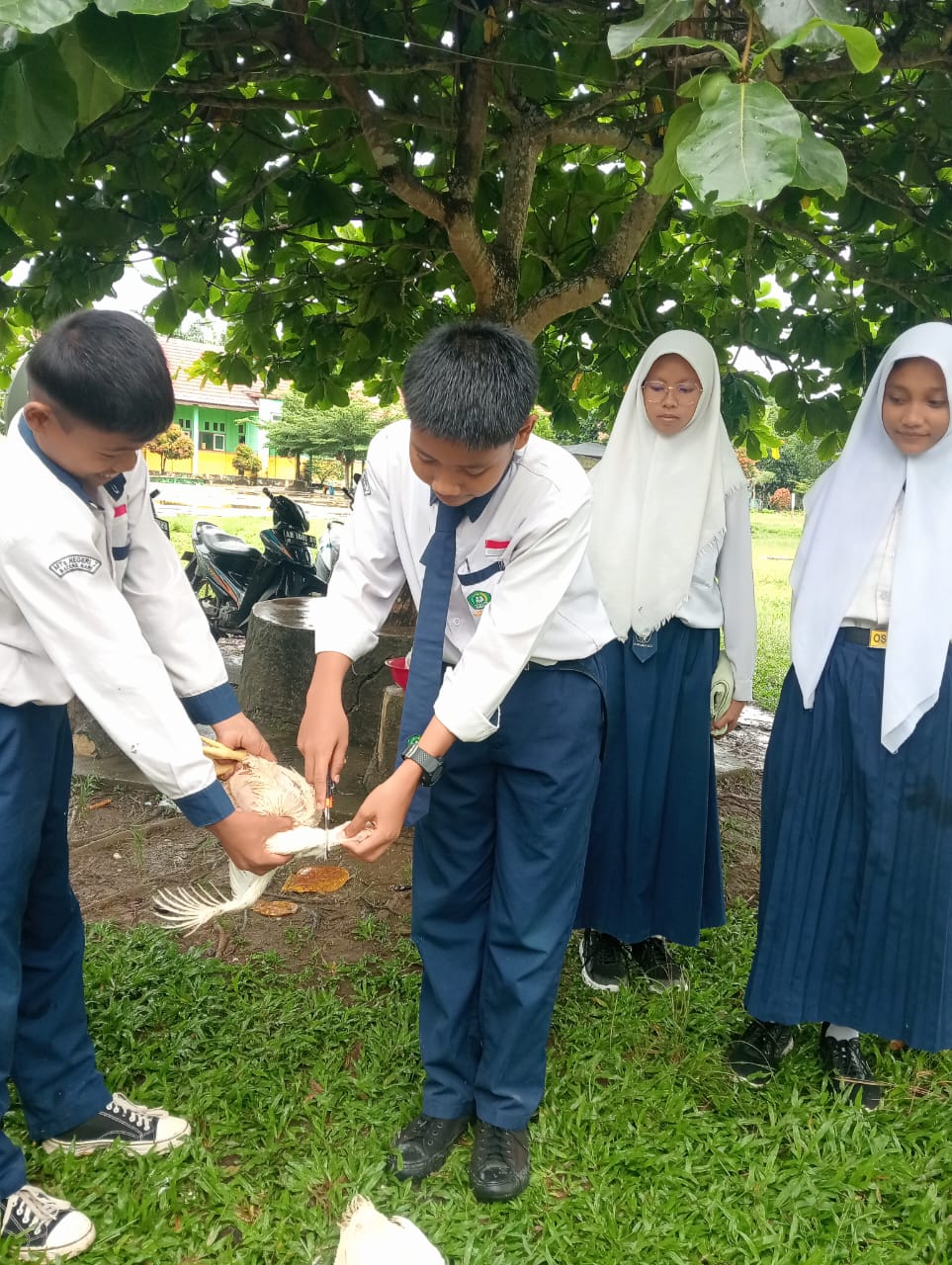 Siswa-Siswi Kelas IX Praktek Menyembelih Ayam Siswa-Siswi Kelas IX Praktek Menyembelih Ayam